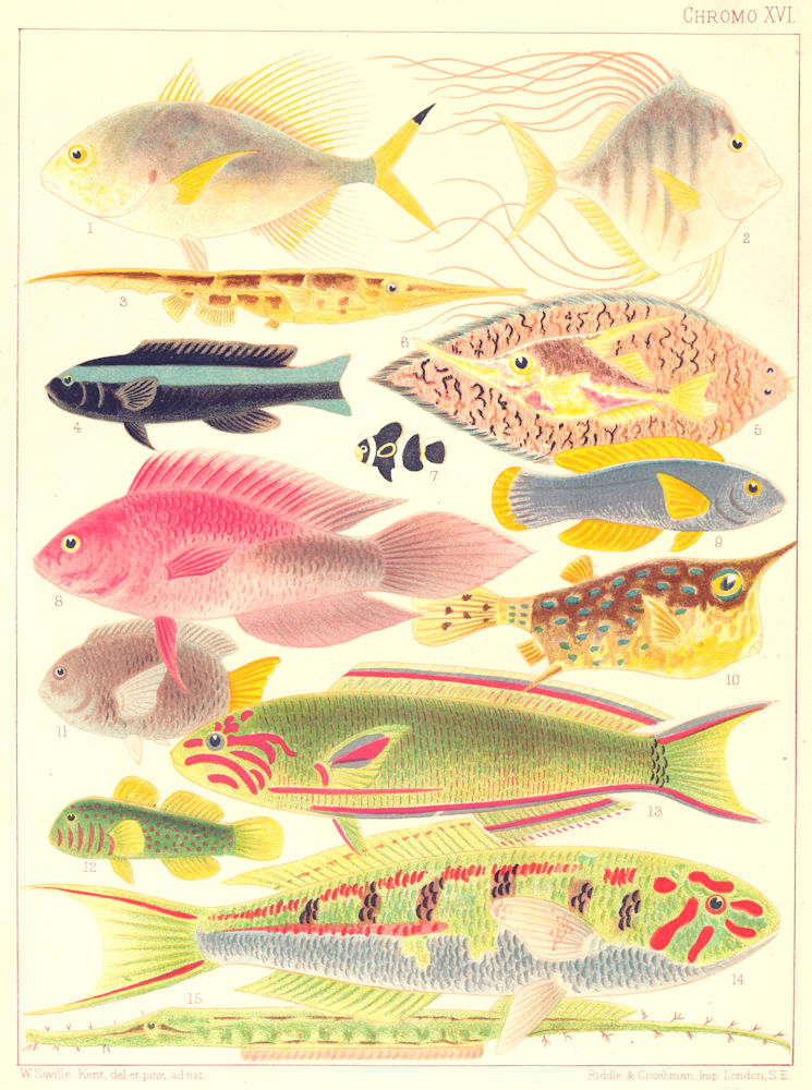 GT BARRIER REEF Fringe finned diamond Trevally Coral Pipe fish Glyphidodon 1893